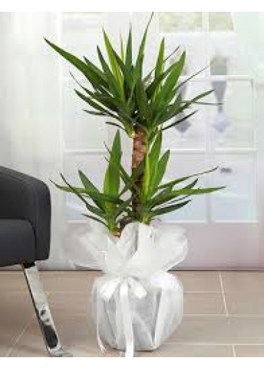 Yucca Tropik Canlı Saksı Bitkisi